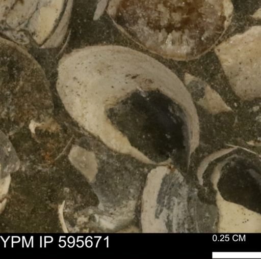 Protocardia sp.