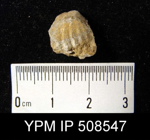 undet. Rhynchonellida