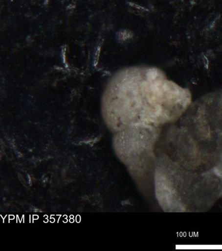undet. Foraminiferida