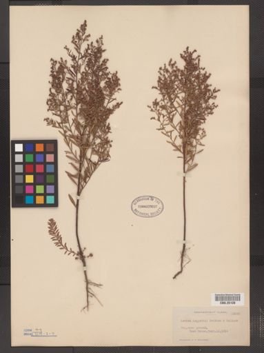 Lechea leggettii
