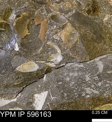 undet. Bivalvia