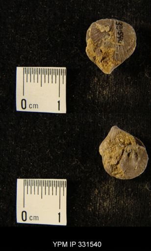 undet. Orthida