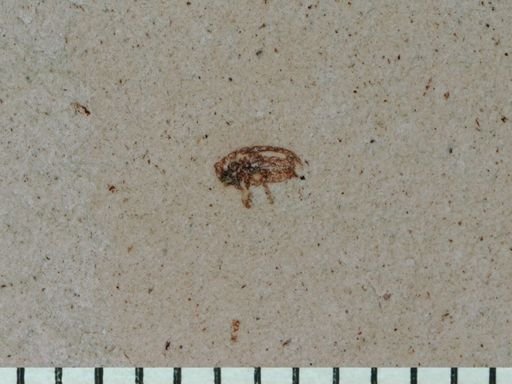 undet. Cryptorhynchinae
