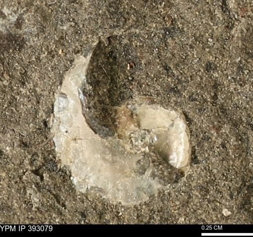 Scaphites sp.