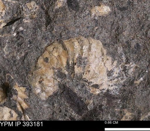 undet. Scaphitidae