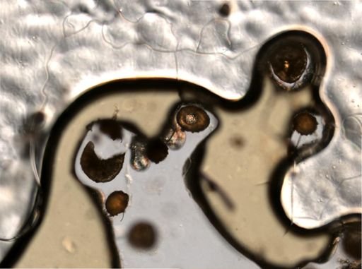 Rotifera