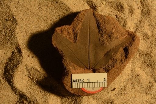 Sterculia mucronata