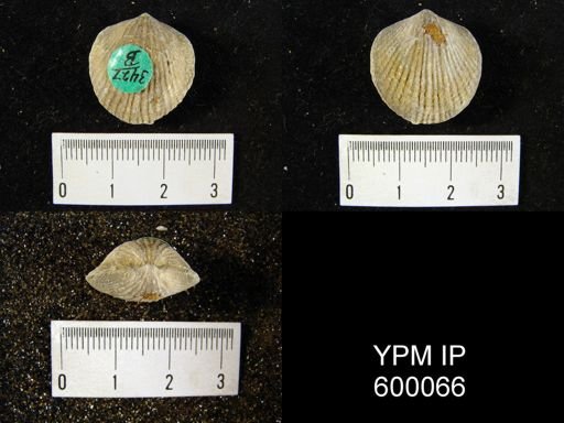 Atrypa reticularis