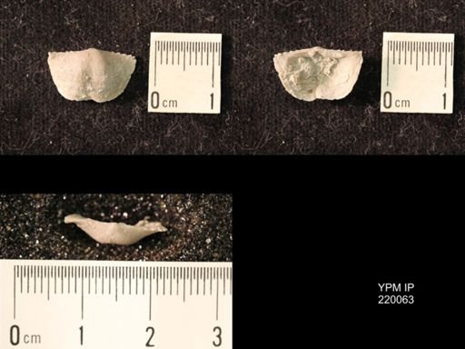 Chonetina flemingi alata