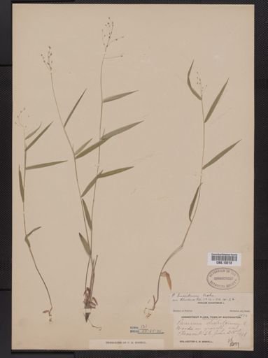 Panicum dichotomum