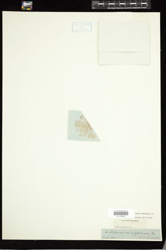 Callithamnion corymbosum
