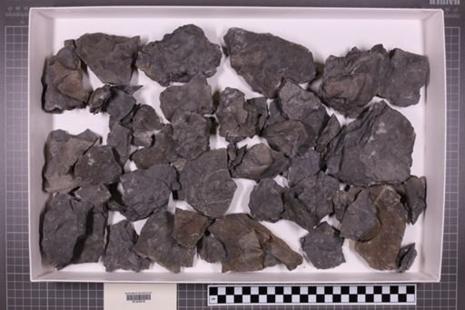 mixed taxa, stratigraphic collection