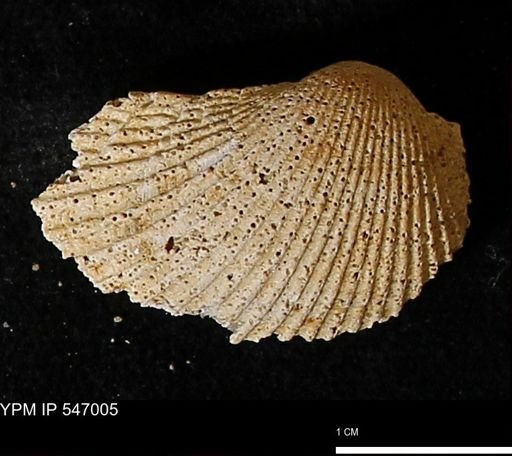 Scapharca transversa