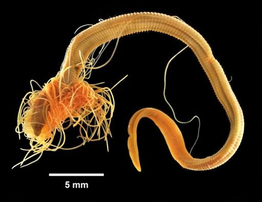 Cirratulus grandis