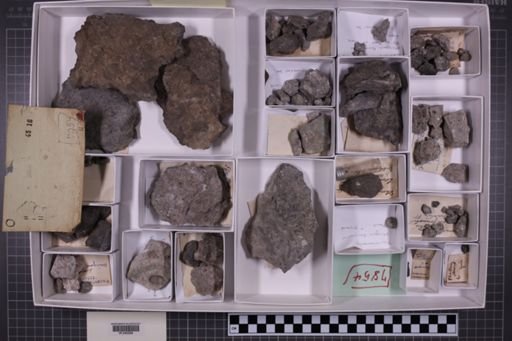 mixed taxa, stratigraphic collection
