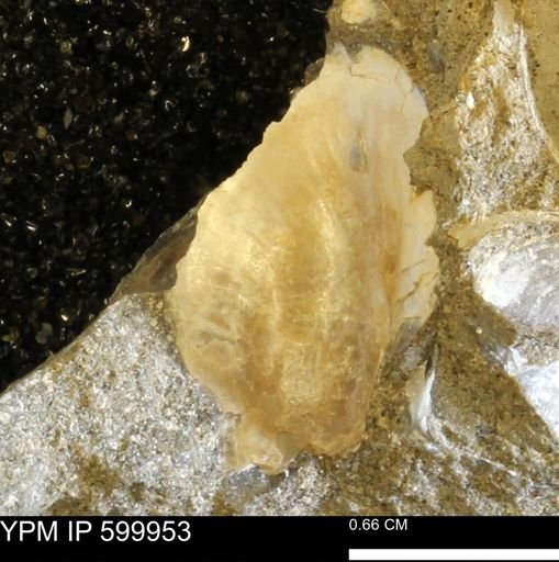 Phelopteria linguaeformis