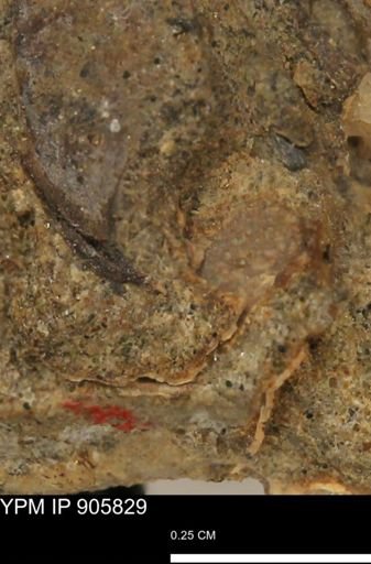 undet. Brachyura