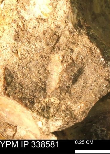 undet. Mollusca
