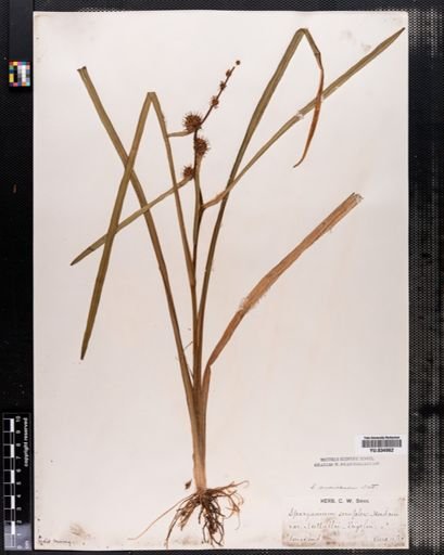 Sparganium americanum