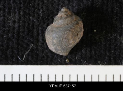 Viviparus montanaensis