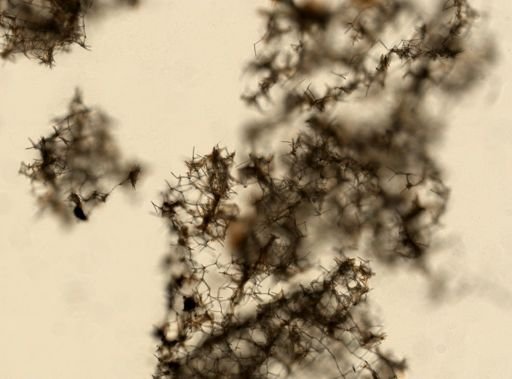 Haliclona cinerea