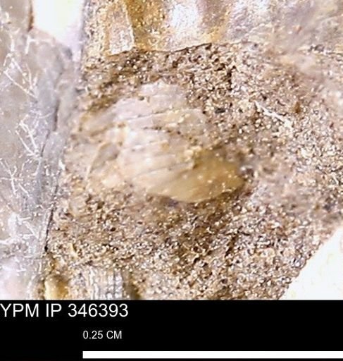 undet. Mollusca