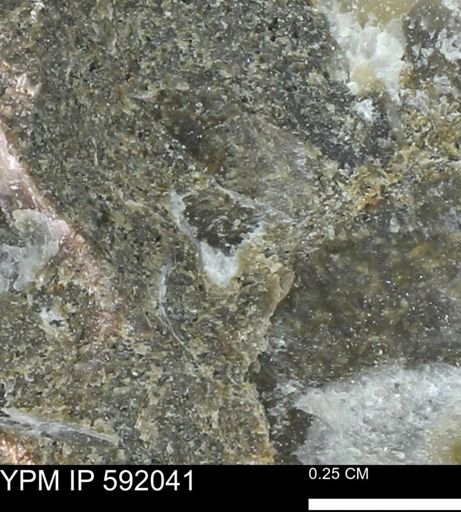 undet. Mollusca