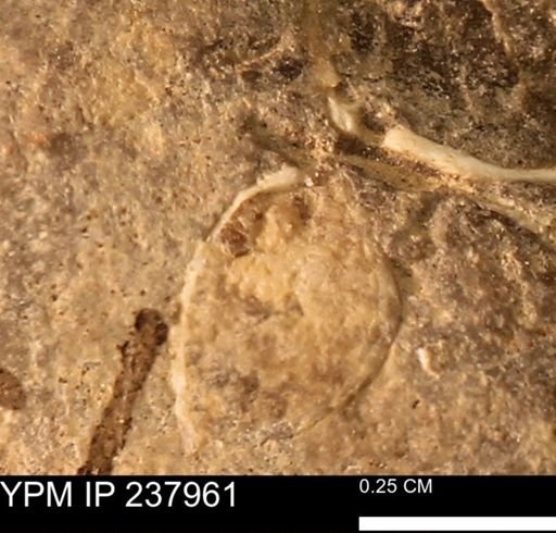 Limopsis striatopunctatus