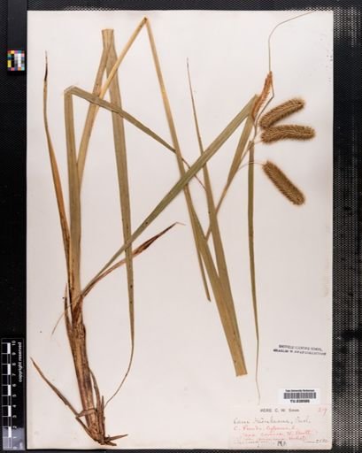Carex comosa