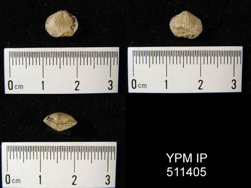 undet. Atrypida