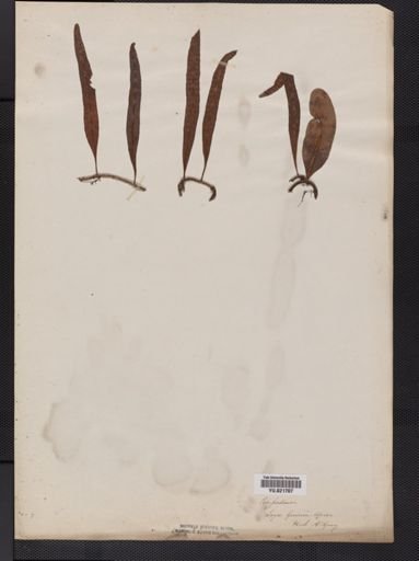Polypodium