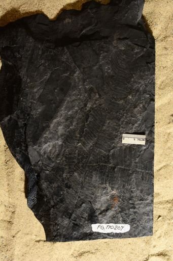 Pecopteris