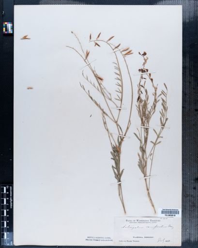 Astragalus