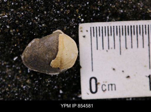 Limopsis striatopunctatus