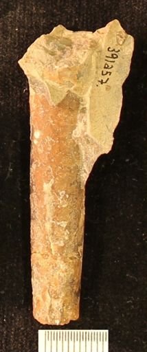 Baculites