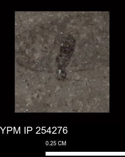 Diptera?
