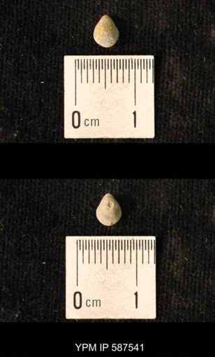 Camarotoechia whitei