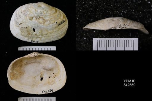 Panopea sp.