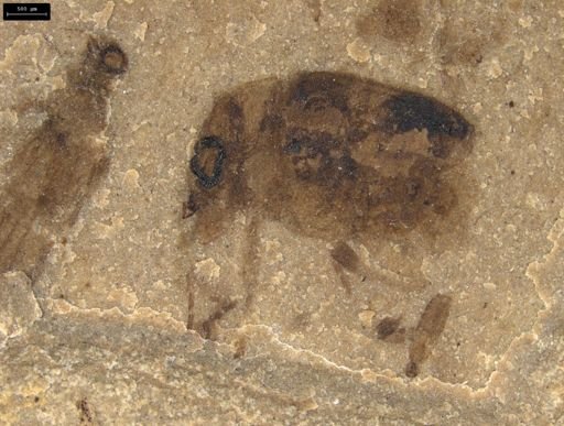 undet. Coleoptera