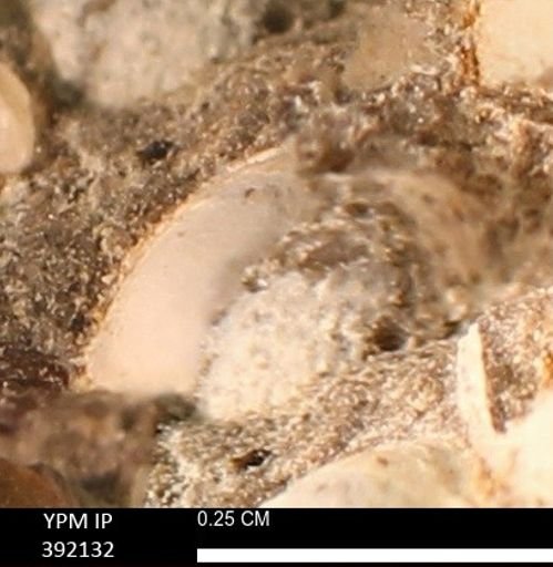 Protocardia sp.