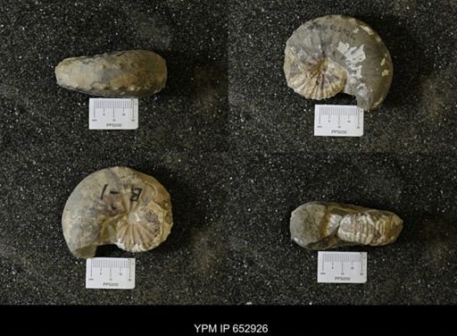 Hoploscaphites sp.