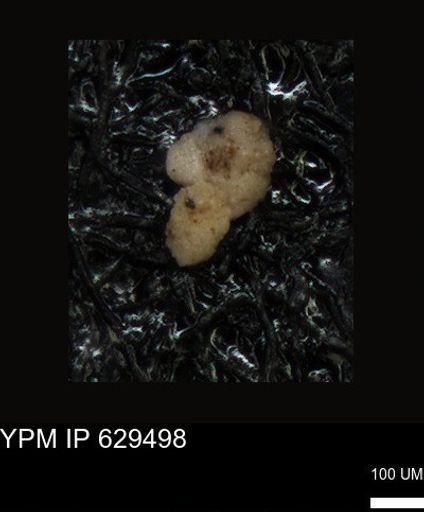 undet. Foraminiferida