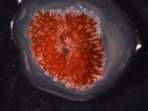 Celleporella