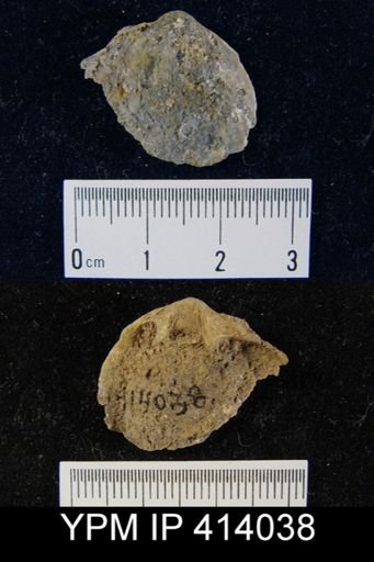 undet. Brachiopoda
