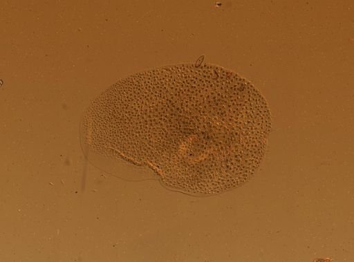 Lagisca floccosa