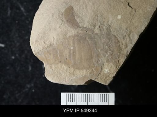 undet. Eurypterida