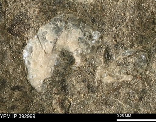 Scaphites sp.