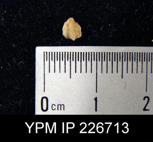Cyrtina burlingtonensis
