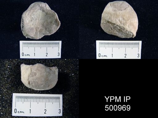 Linoproductus prattenianus