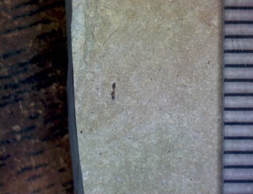 undet. Hymenoptera
